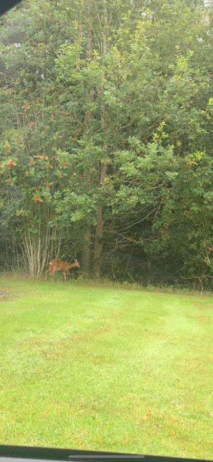 Rose Lodge - Hot Tub Getaway - Percy Woods - Pet Friendly Morpeth Exterior foto